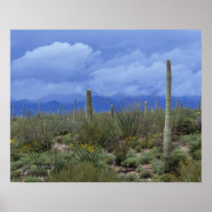 NA, USA, Arizona, Saguaro National Monument, Poster