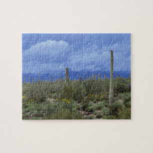NA, USA, Arizona, Saguaro National Monument, Puzzle