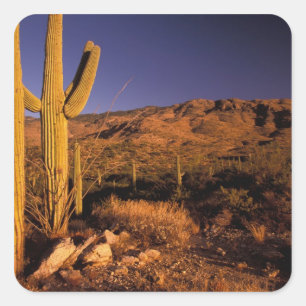 NA, USA, Arizona, Saguaro National Monument, Quadratischer Aufkleber