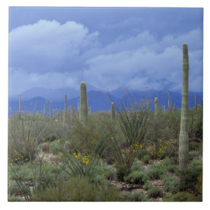 NA, USA, Arizona, Saguaro-Nationalmonument, Fliese