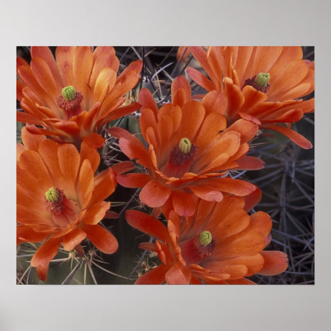 NA, USA, Arizona, San Xavier. Claret Cup cactus Poster (Vorne)