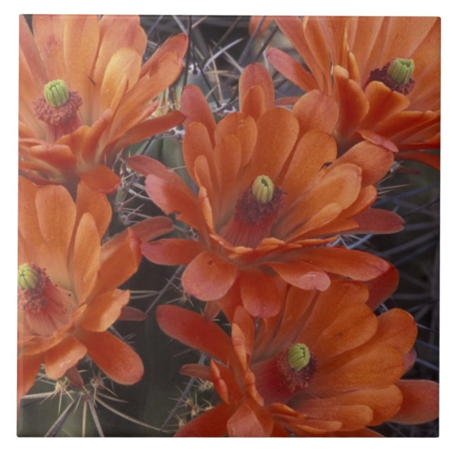 NA, USA, Arizona, San Xavier. Claret Cup Fliese (Vorderseite)