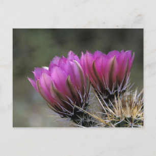 NA, USA, Arizona, Sonoran-Wüste. Igel Postkarte