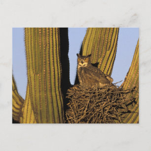NA, USA, Arizona, Tucson Große Hornkeule Postkarte