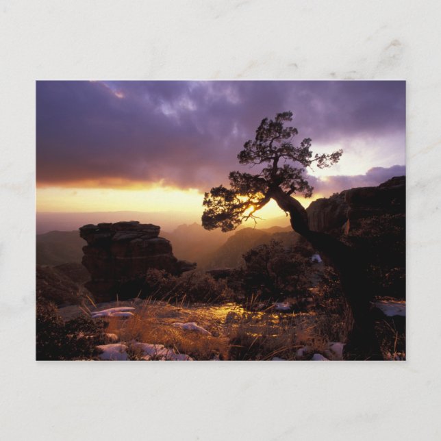 NA, USA, Arizona, Tucson, Sunset und allein Postkarte (Vorderseite)