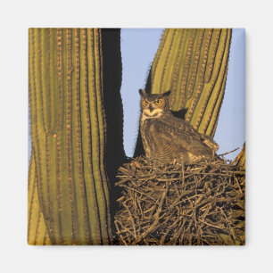 NA, USA, Arizona, Tucson. Virginia-Uhu Magnet