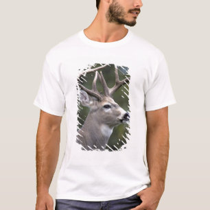 NA, USA, Bundesstaat Washington, Weißwedelhirsch, T-Shirt