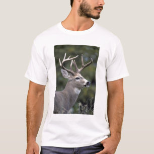 NA, USA, Bundesstaat Washington, Weißwedelhirsch, T-Shirt