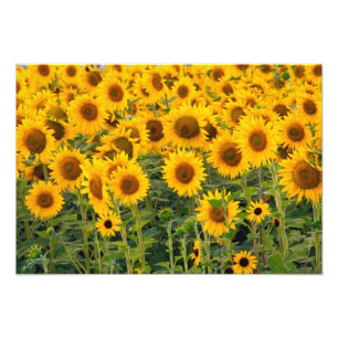 Na, USA, Colorado, Sonnenblumen Fotodruck