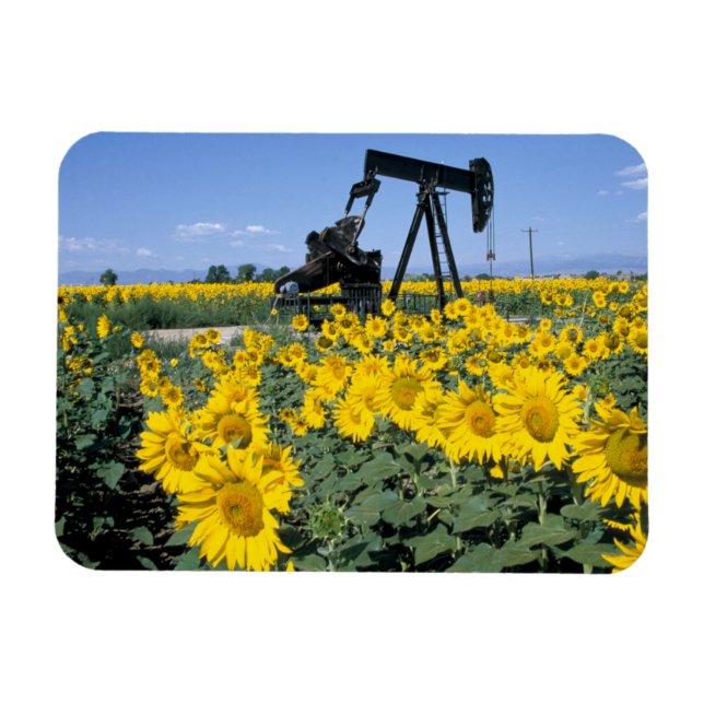 Na, USA, Colorado, Sonnenblumen, Oil Derrick Magnet (Horizontal)