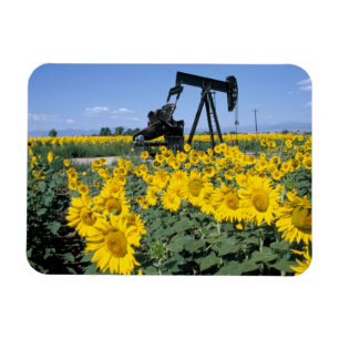 Na, USA, Colorado, Sonnenblumen, Ölbohrturm Magnet