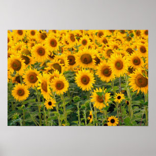 Na, USA, Colorado, Sonnenblumen Poster