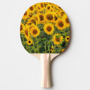 Na, USA, Colorado, Sonnenblumen Tischtennis Schläger