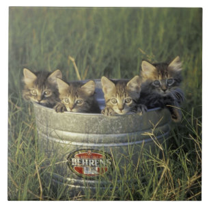 NA, USA, Florida, ländliche Florida. Acht Wochen a Fliese