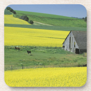 Na, USA, Idaho, nahe Potlatch, Canola und altem Getränkeuntersetzer