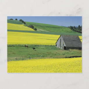 Na, USA, Idaho, nahe Potlatch, Canola und altem Postkarte