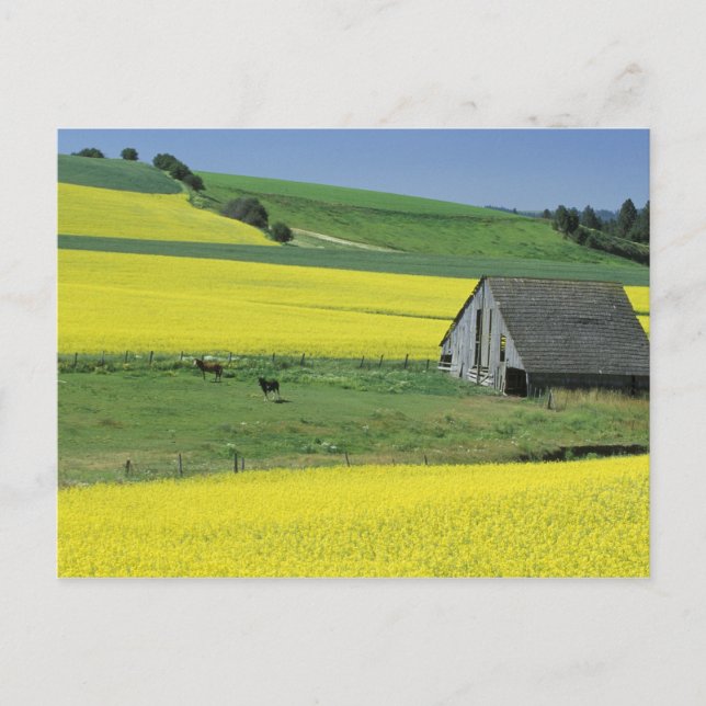 Na, USA, Idaho, nahe Potlatch, Canola und altem Postkarte (Vorderseite)