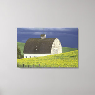 Na, USA, Idaho, südlich Genesse, Canola Feld Leinwanddruck