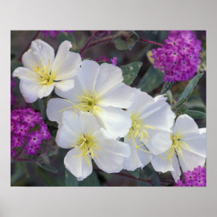 NA, USA, Kalifornien, Anza Borrego Desert Staat Poster