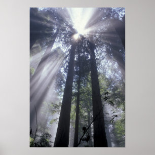 NA, USA, Kalifornien. Del Norte Coast Staat Poster