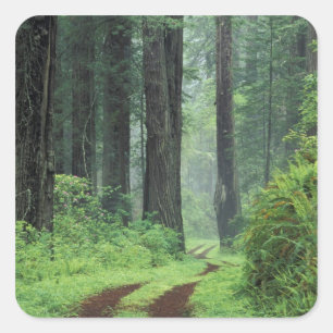 NA, USA, Kalifornien. Del Norte Coast State Park. Quadratischer Aufkleber