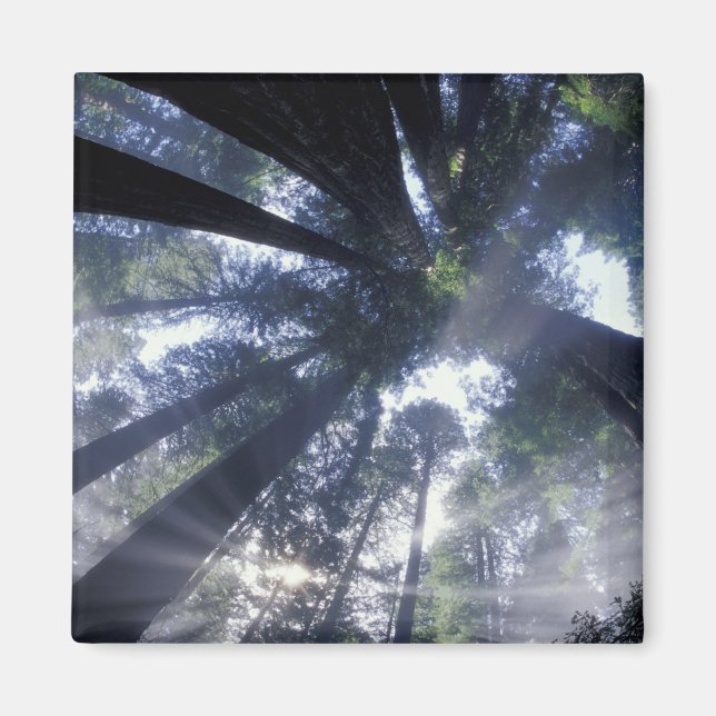 NA, USA, Kalifornien, Del Norte Redwoods Staat Magnet (Vorne)