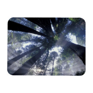 NA, USA, Kalifornien, Del Norte Redwoods Staat Magnet