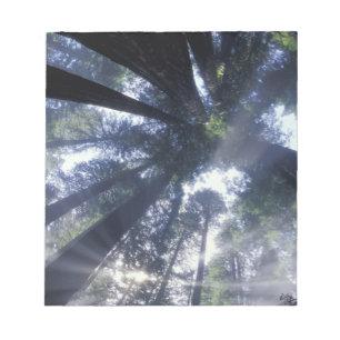 NA, USA, Kalifornien, Del Norte Redwoods Staat Notizblock