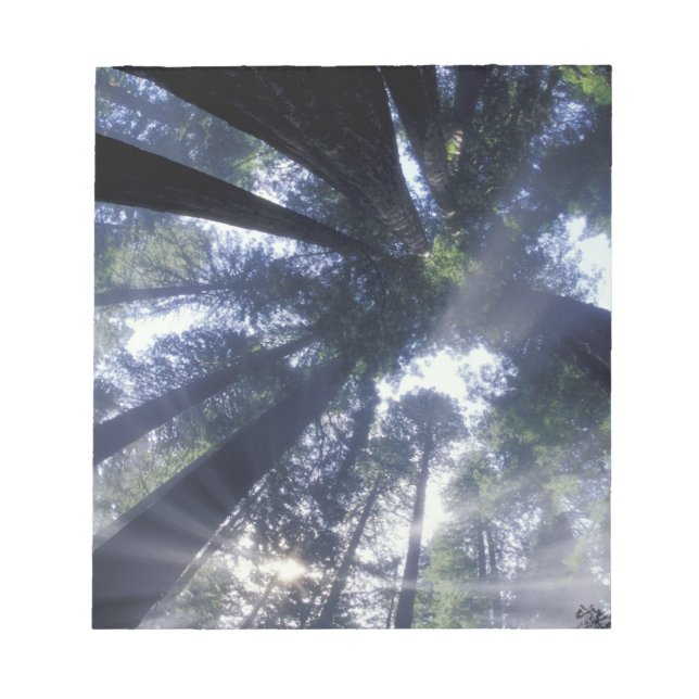 NA, USA, Kalifornien, Del Norte Redwoods Staat Notizblock (Vorderseite)