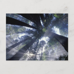 NA, USA, Kalifornien, Del Norte Redwoods State Postkarte