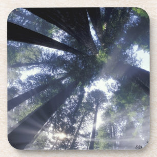 NA, USA, Kalifornien, Del Norte Redwoods State Untersetzer