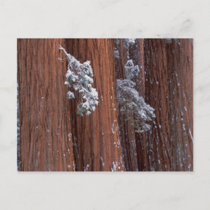 NA, USA, Kalifornien. Der Sequoia-Nationalpark. Postkarte