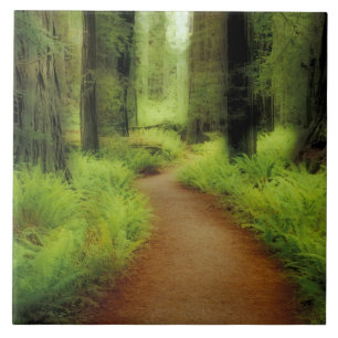 NA, USA, Kalifornien, Jedediah Smith Redwoods Fliese