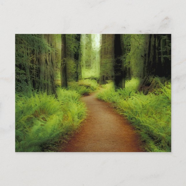 NA, USA, Kalifornien, Jedediah Smith Redwoods Postkarte (Vorderseite)