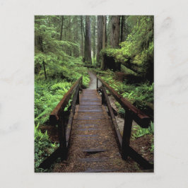 NA, USA, Kalifornien, Jedidiah Smith Redwoods Postkarte