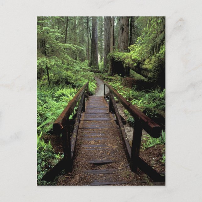 NA, USA, Kalifornien, Jedidiah Smith Redwoods Postkarte (Vorderseite)