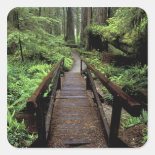 NA, USA, Kalifornien, Jedidiah Smith Redwoods Quadratischer Aufkleber