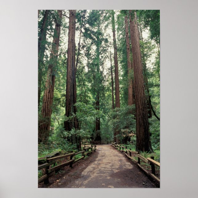 NA, USA, Kalifornien, Landkreis Marin, Muir Woods Poster (Vorne)