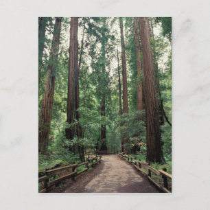 NA, USA, Kalifornien, Landkreis Marin, Muir Woods Postkarte