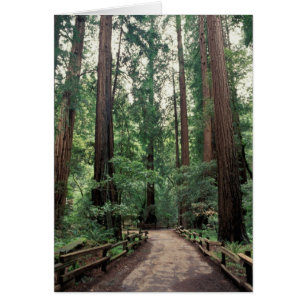 NA, USA, Kalifornien, Marin County, Muir Woods
