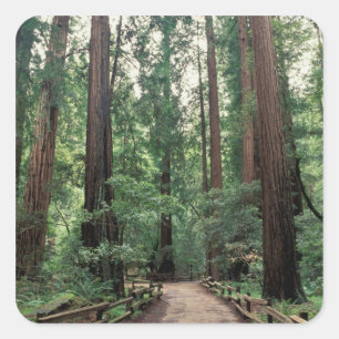 NA, USA, Kalifornien, Marin County, Muir Woods Quadratischer Aufkleber