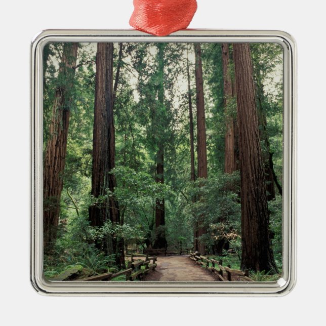 NA, USA, Kalifornien, Marin Landkreis, Muir Woods Silbernes Ornament (Vorne)