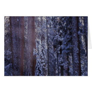 NA, USA, Kalifornien. Sequoia-Nationalpark. 2