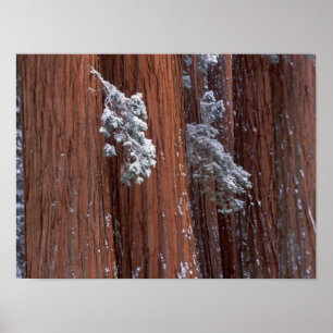 NA, USA, Kalifornien. Sequoia-Nationalpark. Poster
