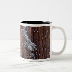 NA, USA, Kalifornien. Sequoia-Nationalpark. Zweifarbige Tasse