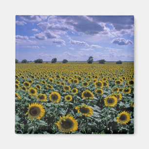 NA, USA, Kansas, Sonnenblumenanbau Magnet