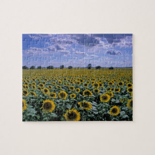 NA, USA, Kansas, Sonnenblumenanbau Puzzle