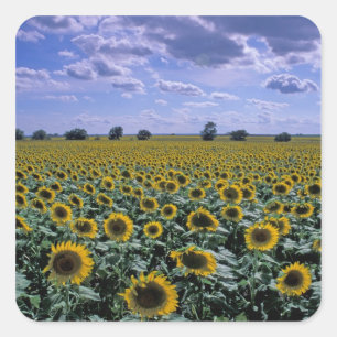 NA, USA, Kansas, Sonnenblumenanbau Quadratischer Aufkleber