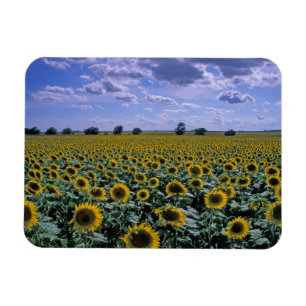 NA, USA, Kansas, Sonnenblumenernte Magnet
