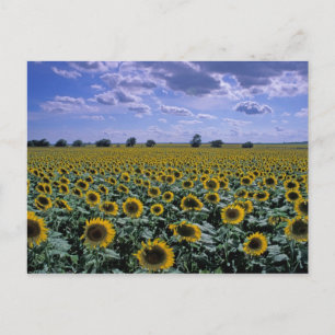 NA, USA, Kansas, Sonnenblumenernte Postkarte